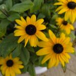 Rudbeckia triloba Flower