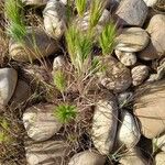 Elymus caninus Leaf