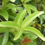 Ximenia caffra Ravina