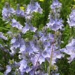 Veronica austriaca Flower