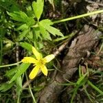 Ranunculus hispidus Kvet