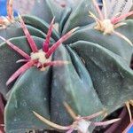 Ferocactus macrodiscus叶