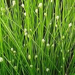 Isolepis cernua Агульны выгляд