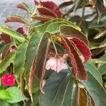 Begonia coccinea Liść
