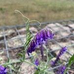 Vicia incana Flower