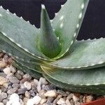 Aloe meyeri Листок
