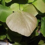 Adiantum peruvianum Лист