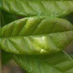 Combretum constrictum Leaf