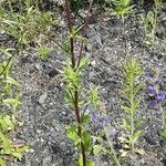 Eryngium planum অভ্যাস