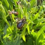 Ophrys speculumŽiedas