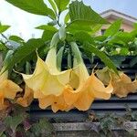 Brugmansia versicolor Flors