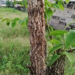 Strychnos cocculoides Bark