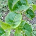 Mirabilis longiflora Leaf