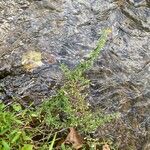 Symphyotrichum ontarionis Habit