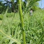 Silphium laciniatum পাতা