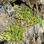 Alchemilla alpina Habit