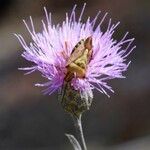 Cheirolophus intybaceus Flor