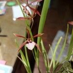 Encyclia patens