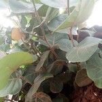Coccoloba uvifera List