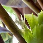 Calathea roseopicta Flor