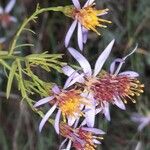 Galatella sedifolia Flower