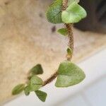 Microgramma vacciniifolia Leht
