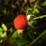 Rubus fraxinifolius Fruto