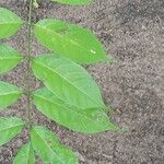 Millettia laurentii Leaf