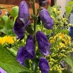 Aconitum napellusFlower