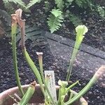 Sarracenia leucophylla 葉