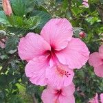 Hibiscus rosa-sinensis Çiçek
