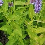 Agastache rugosa برگ