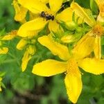 Hypericum perforatumFlower