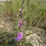 Liatris punctata Leht