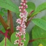 Phytolacca americanaफूल