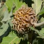 Quercus ithaburensis Fruit