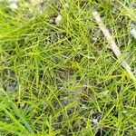 Eleocharis acicularis Hoja
