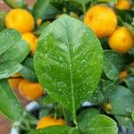 Citrus × aurantium Hoja