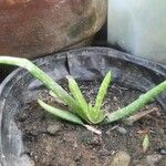 Aloe officinalisFrunză