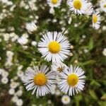 Erigeron annuus പുഷ്പം