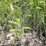 Smilax walteri Habitus