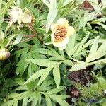 Paeonia delavayi Flors