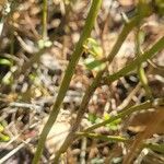 Vaccinium myrsinites Bark