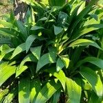 Aspidistra elatior Облик