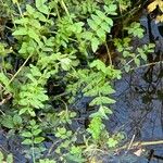 Nasturtium officinale Feuille