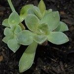 Graptopetalum paraguayenseFolha