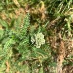 Achillea millefoliumΛουλούδι