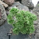 Aeonium balsamiferum 形态