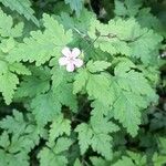 Geranium robertianumBlomst