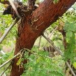 Acacia nilotica बार्क (छाल)